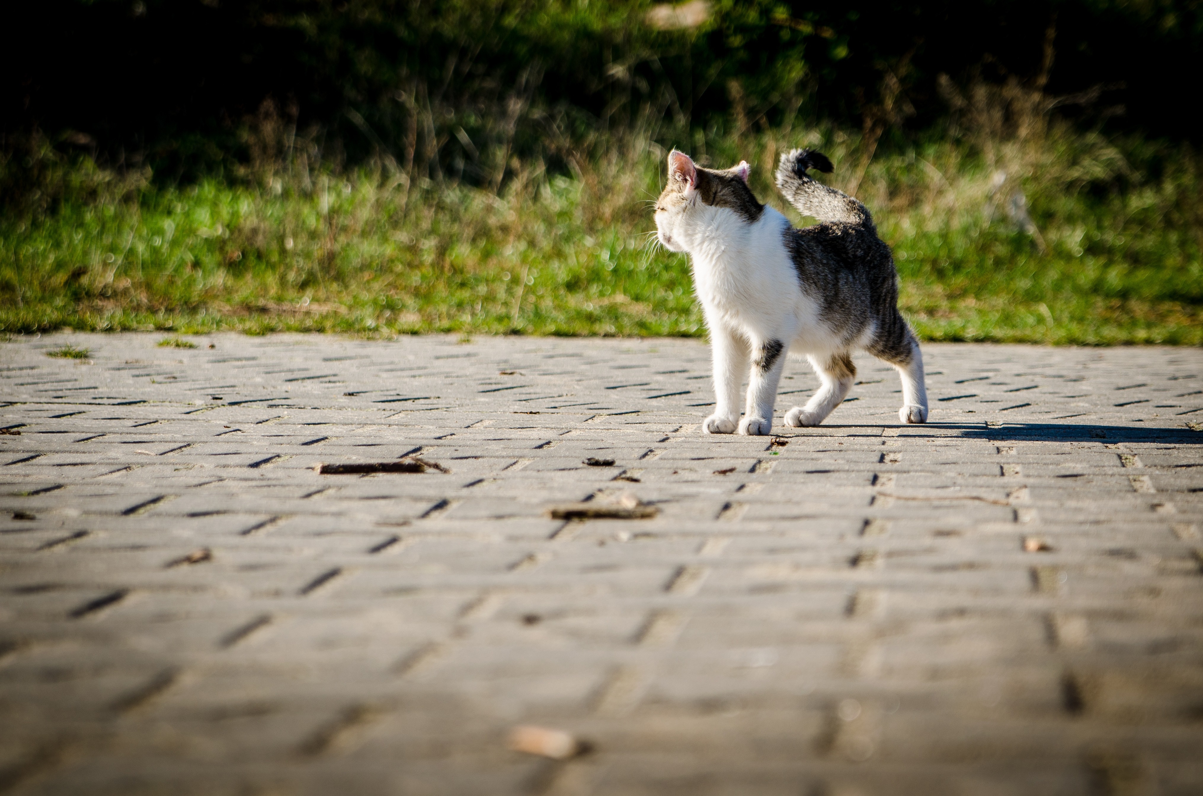 Kastrationsaktion (Foto: Pixabay)