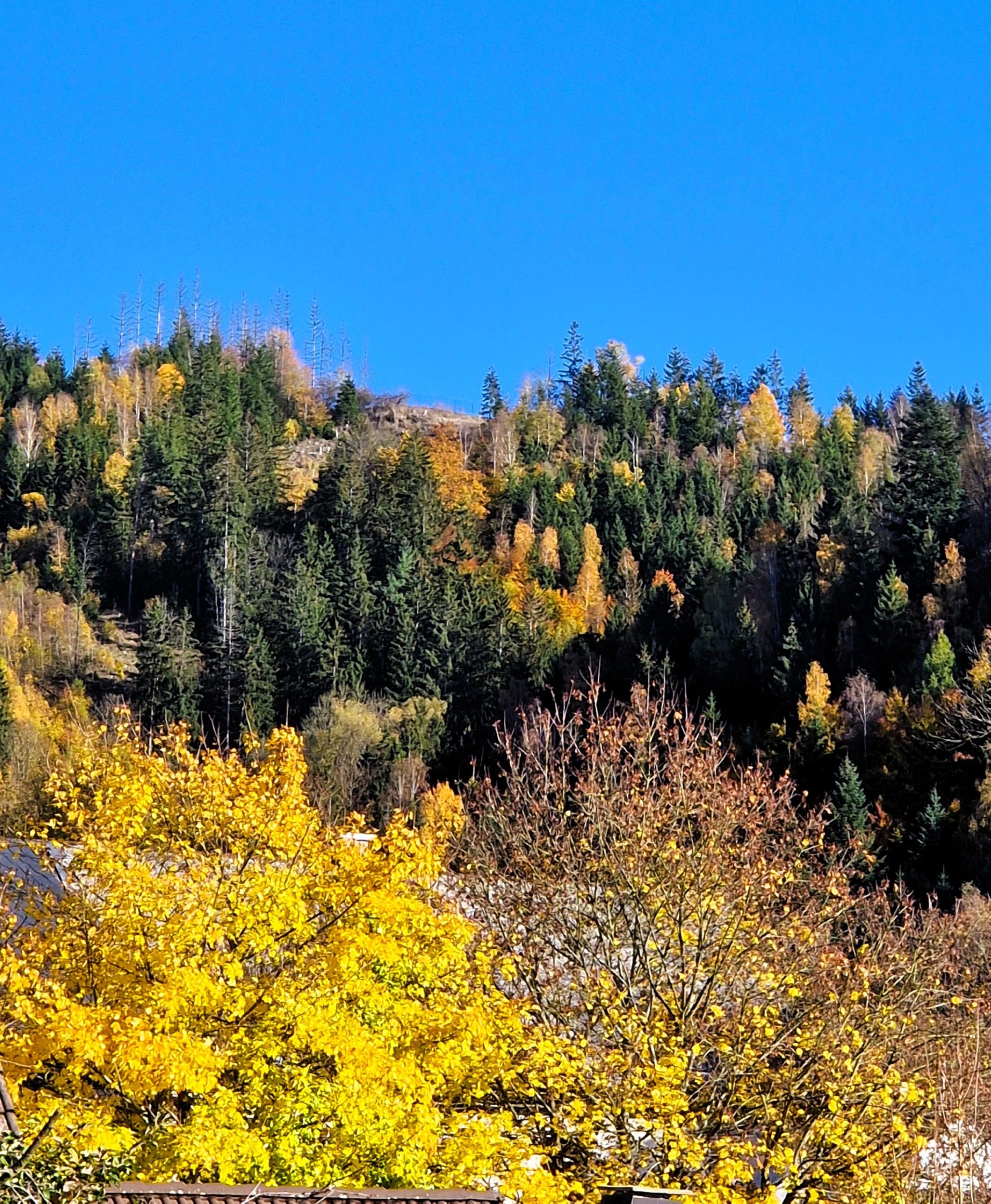 Herbststimmung im Frankenwald (Foto: Susanne Deuerling)