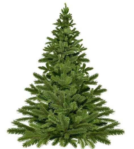 Weihnachtsbaum
